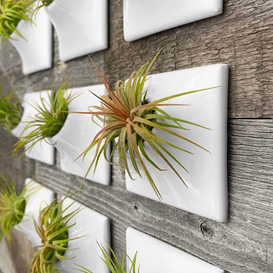 white ceramic wallscape planters for air plants